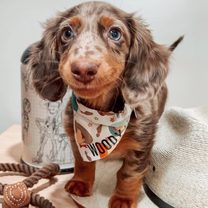 Woody (37)